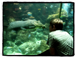 Cameron chats to Big Fish