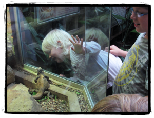 Ella woo's the dragon lizard