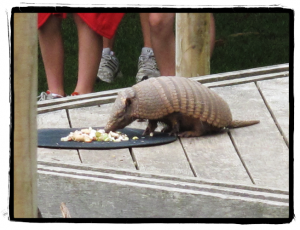 Armadillo!!!!
