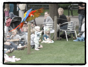 Parrot flying display