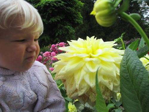 Ella 'enjoying' the flowers - note the dahlia the size of a two year olds head. Fantastic.