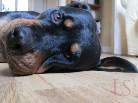 bored family rottweiler bored family rottweiler
