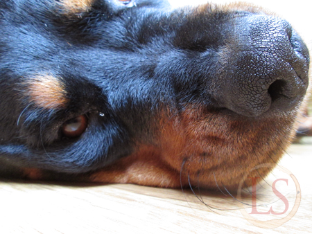 close up rottweiler nose