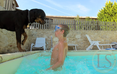 dog playing by pool on holiday Franc