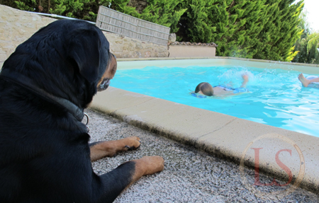 dog ton holiday by pool in France