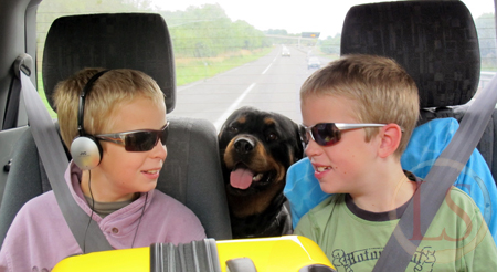 dog on family holiday car journey