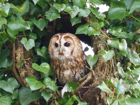 Hawk Conservancy tawny owl