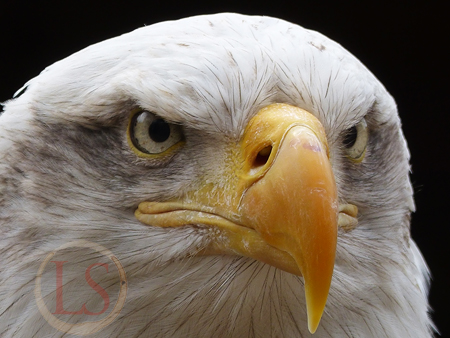hawk conservancy american eagle