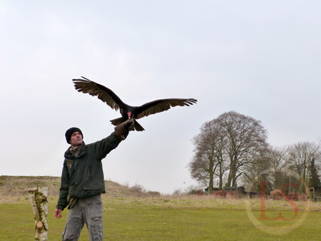 hawk conservancy cedric