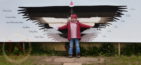 hawk conservancy childs wingspan