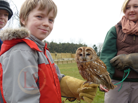 hawk conservancy handle tawny owl troy