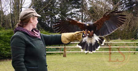 hawk conservancy harris hawk