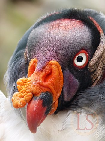 hawk conservancy king vulture
