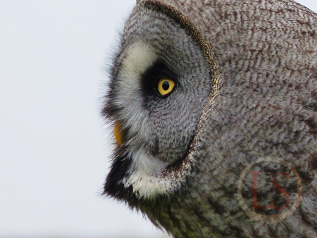 hawk conservancy most beautiful owl