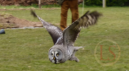 hawk conservancy owl display