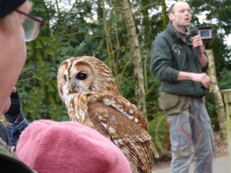 hawk conservancy owl woods talk