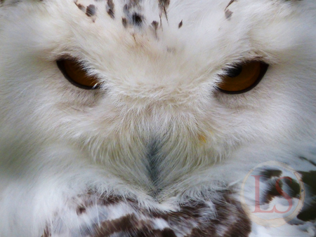 hawk conservancy owl