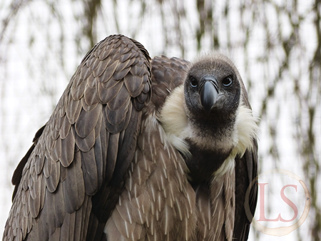 hawk conservancy vulture