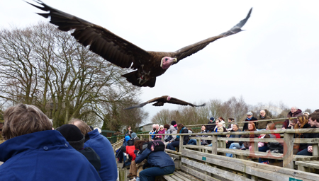 hawk conservancy vultures