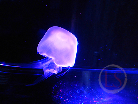 sealife 12 jellyfish