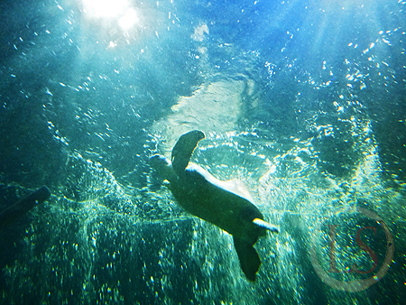 sealife 19 turtle