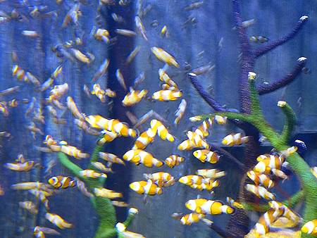 sealife 5 yellow fish