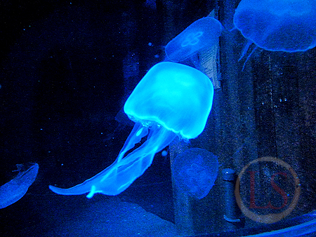sealife 9 jellyfish