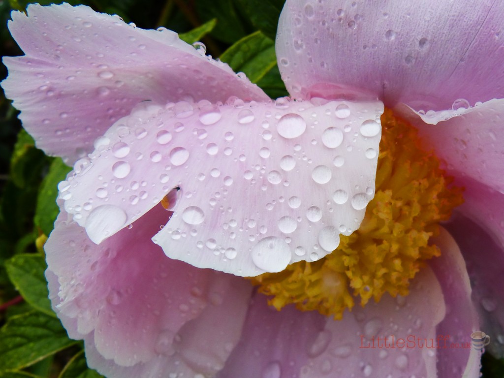 garden_of_wales_rain_flowers
