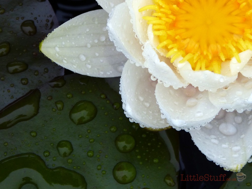 garden_of_wales_water_lily_rain