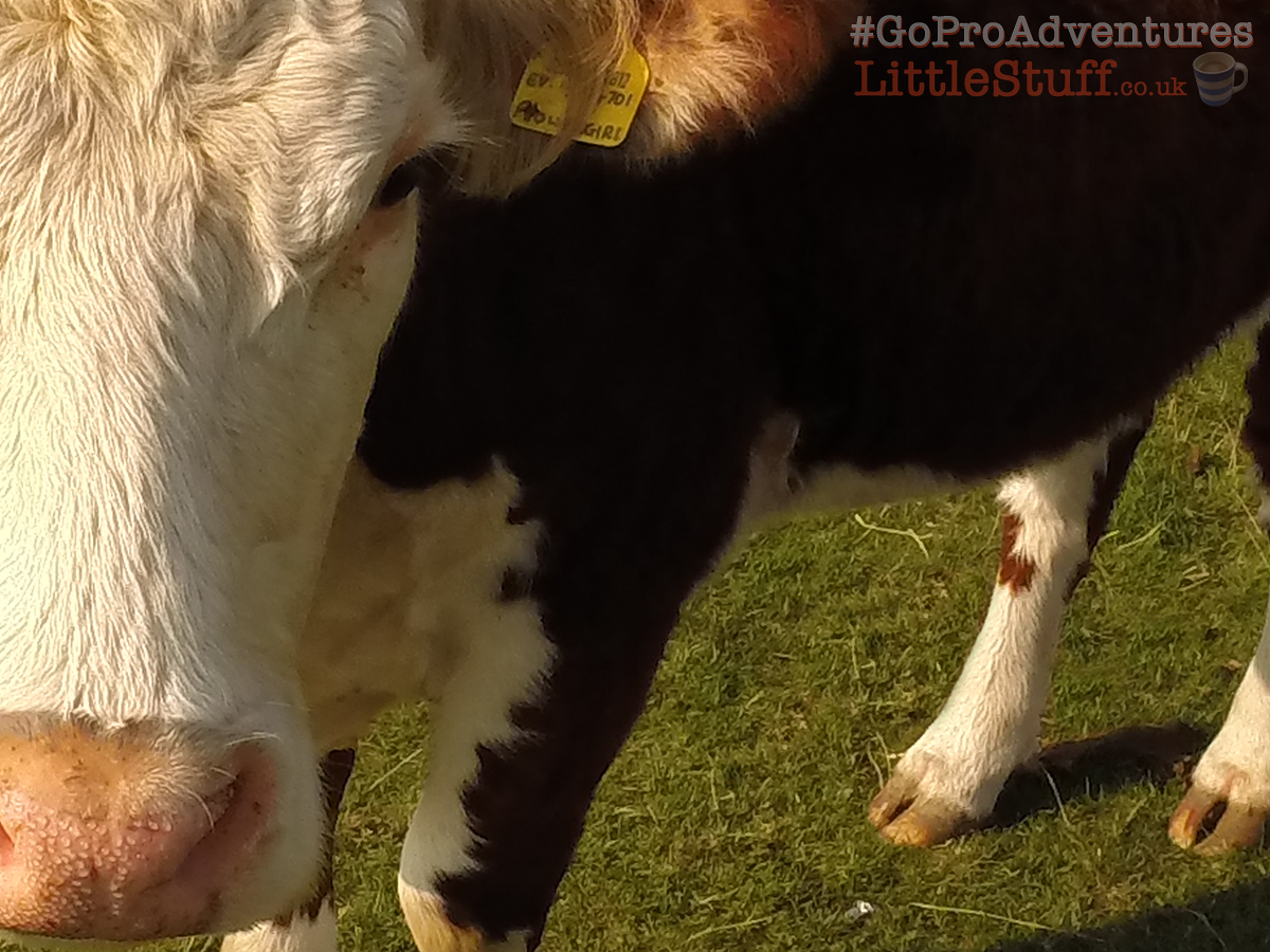 GoPro Hero 3+ close up of cow 