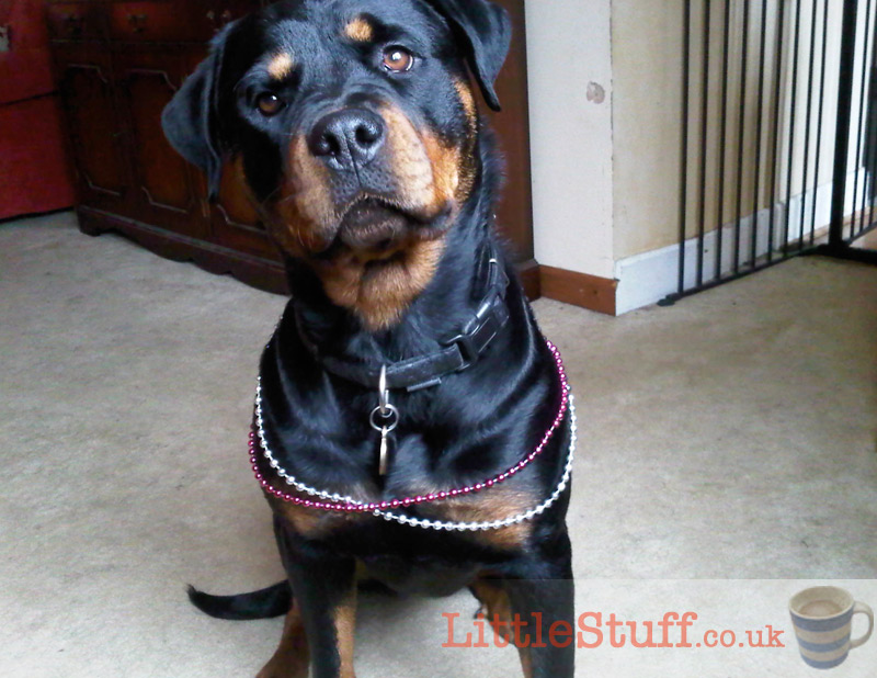 Rottweiler-dressed-up-by-6yr-old