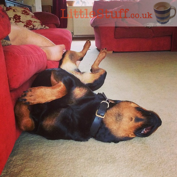 Rottweiler-sleeps-upside-down
