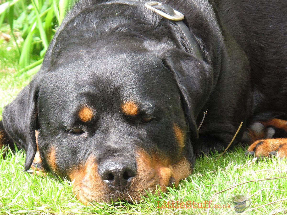 rottweiler-sleeping-grass