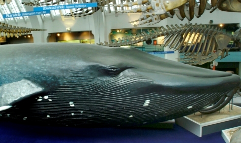 blue-whale-490-290_13435_1