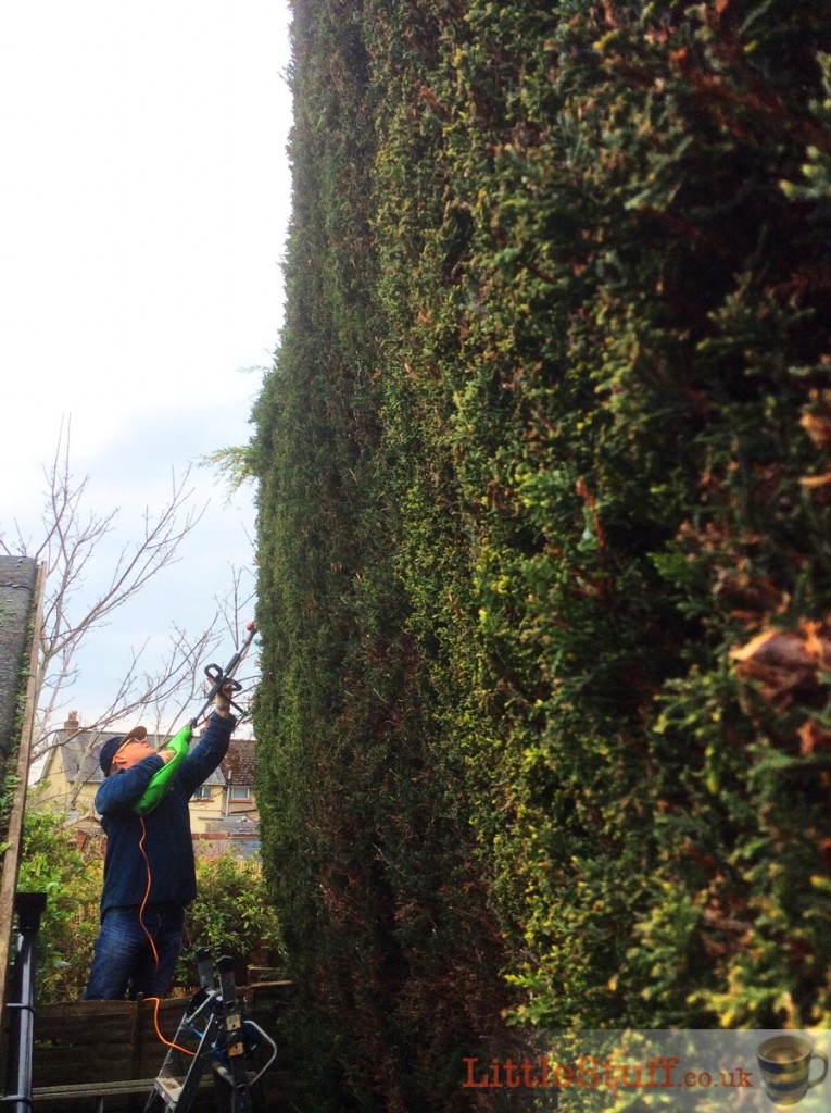 man cutting huge confer hedge