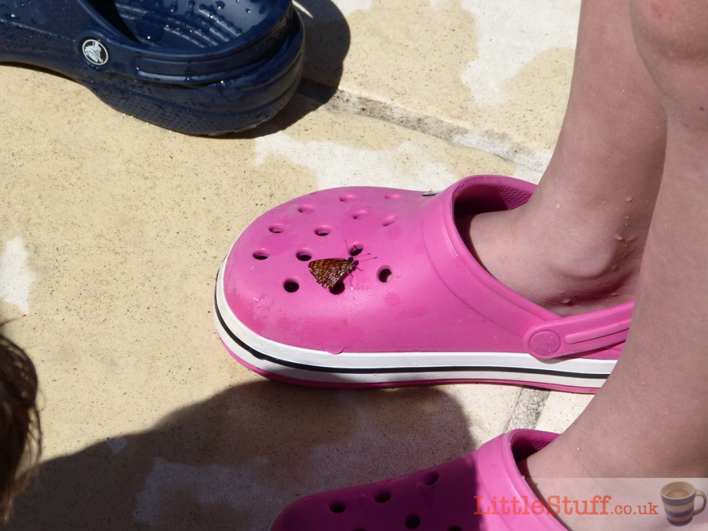 butterfly-on-crocs