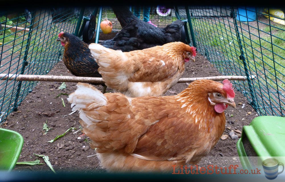 LittleStuff-Chickens-Omlet