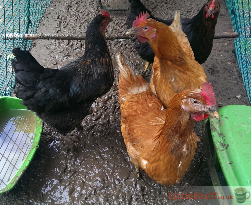 LittleStuff-Four-chickens-in-mud
