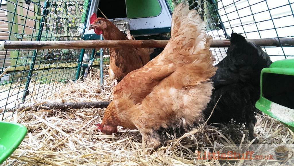 LittleStuff-chicken-run-straw-bedding