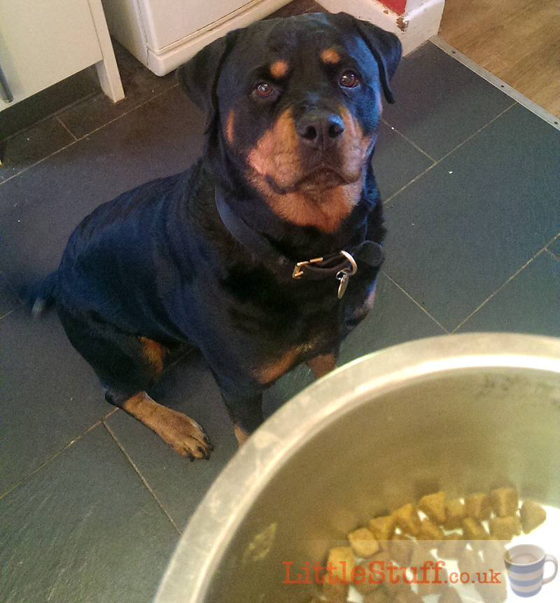 Blue the Rottweiler with her Wellness CORE dog food