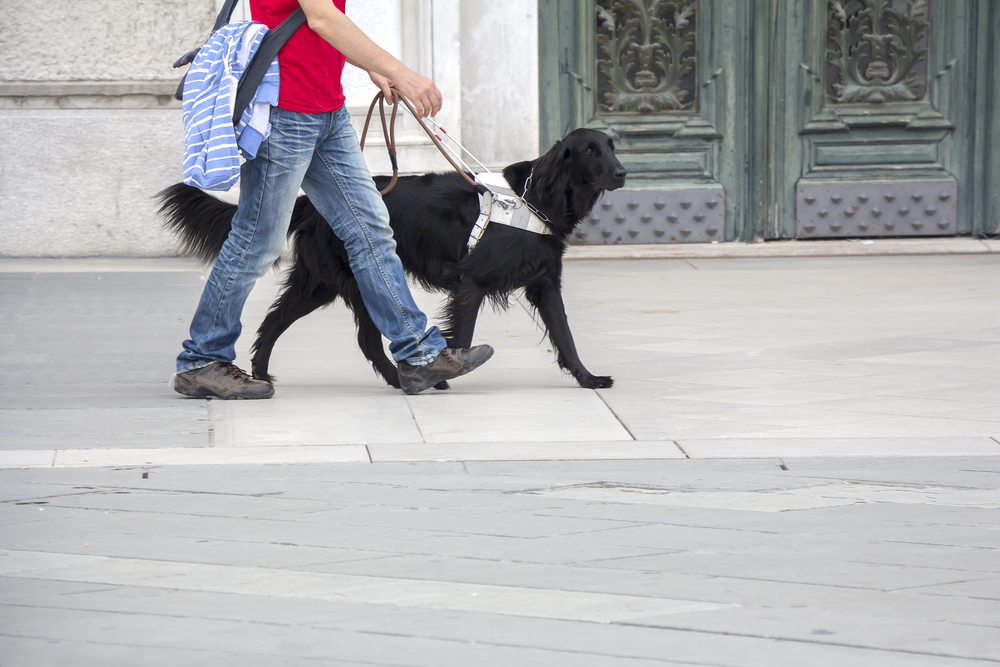 Guide Dog image courtesy of Shutterstock