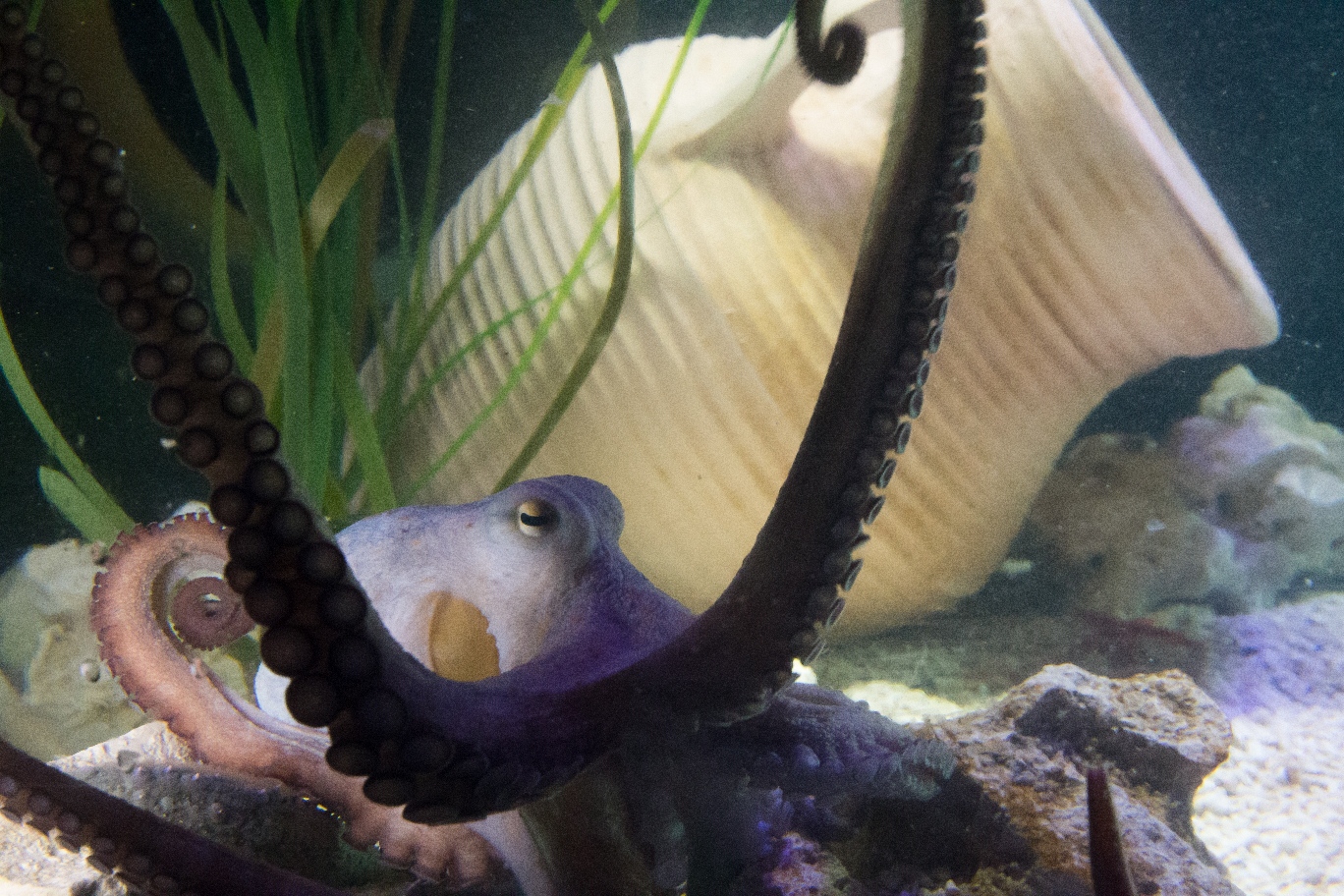 otto-the-common-octopus-at-sea-life-manchester