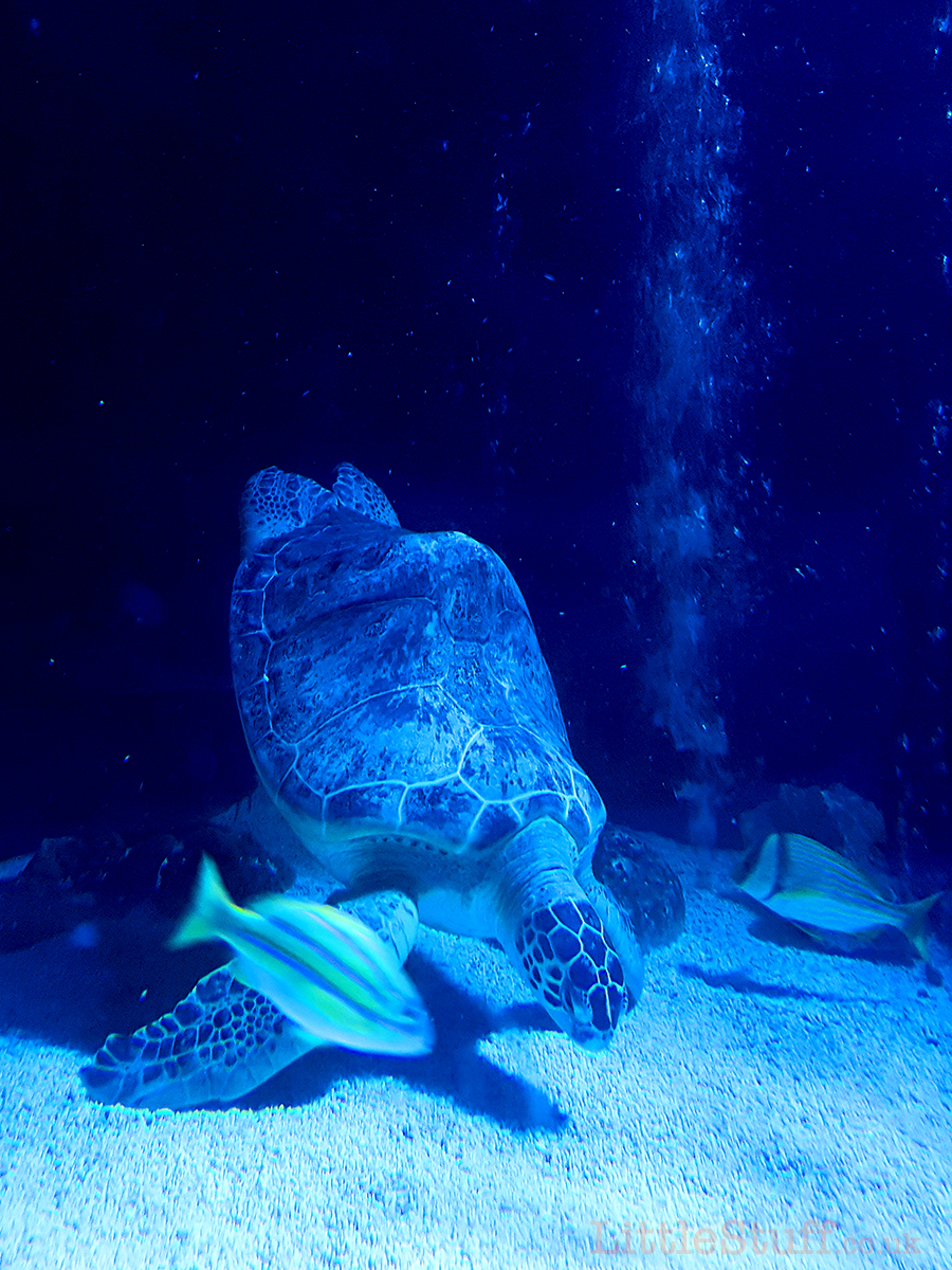 sea-life-turtle-sharky