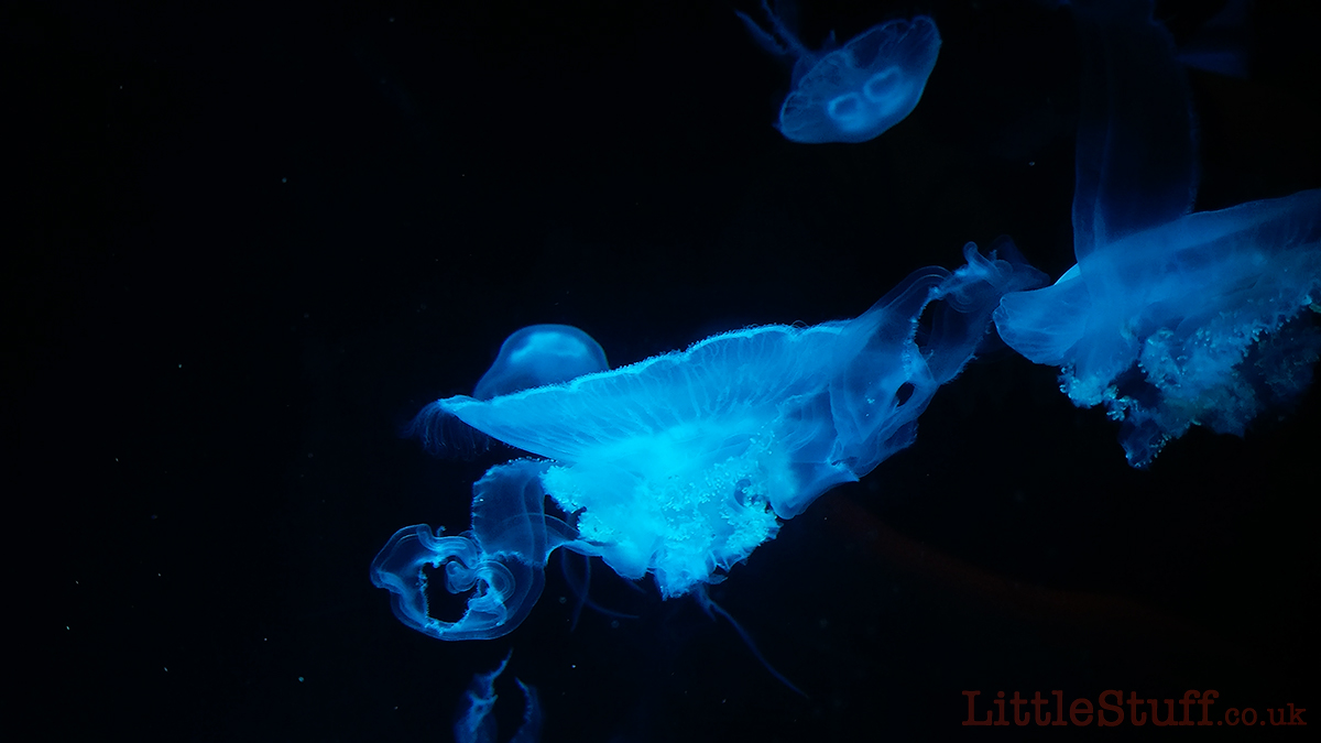 sealife-jellyfish