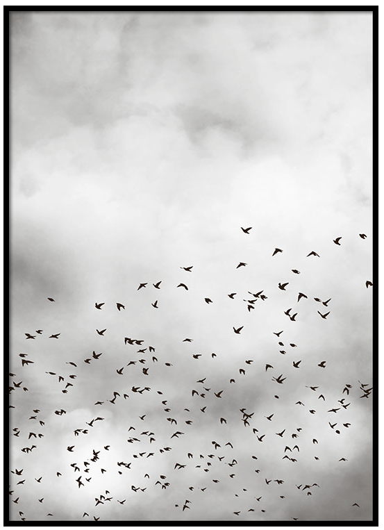birds on grey sky print