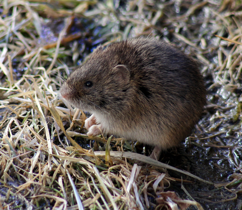 The sweet little fieldmouse you do not want in your house! Image courtesy of Shutterstock
