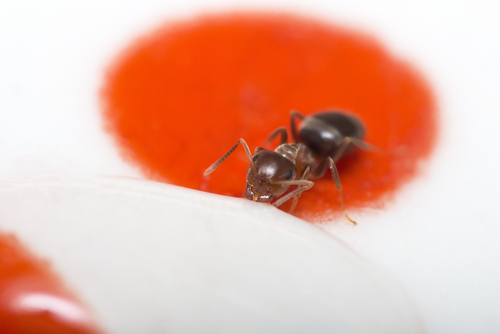 Ant in the kitchen - image courtesy of Shutterstock