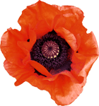 Poppy