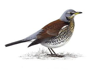 Is it a bird? Oh, yes, it’s a…