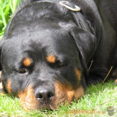 Pet Insurance – our top tips on buying it.